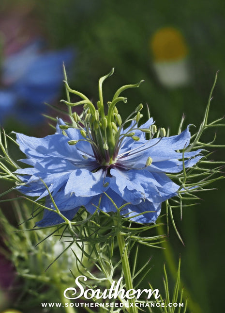 Jewels Mix Love in a Mist – 100 Mixed Seeds