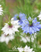 Jewels Mix Love in a Mist – 100 Mixed Seeds