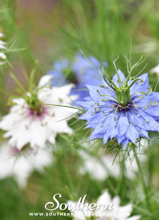 Jewels Mix Love in a Mist – 100 Mixed Seeds