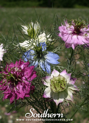 Jewels Mix Love in a Mist – 100 Mixed Seeds