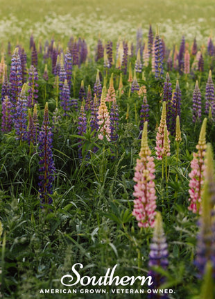 Perennial Lupine – 50 Seeds