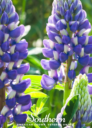 Perennial Lupine – 50 Seeds