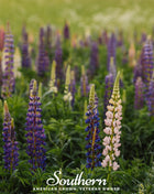 Perennial Lupine – 50 Seeds