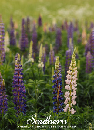 Perennial Lupine – 50 Seeds