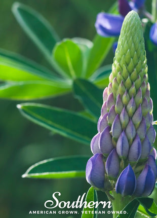 Perennial Lupine – 50 Seeds