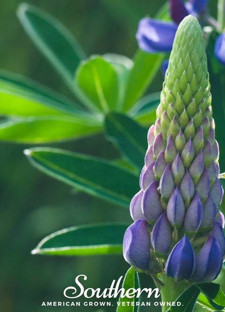 Perennial Lupine – 50 Seeds