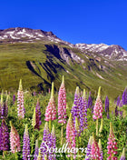 Russell Lupine – 50 Seeds