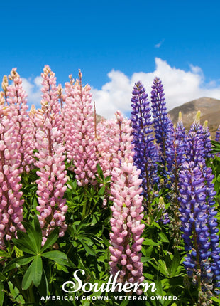 Russell Lupine – 50 Seeds
