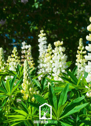 Noble Maiden Lupine Russell – 50 Seeds
