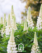 Noble Maiden Lupine Russell – 50 Seeds