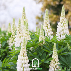 Collection image for: Lupine