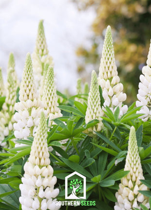 Noble Maiden Lupine Russell – 50 Seeds