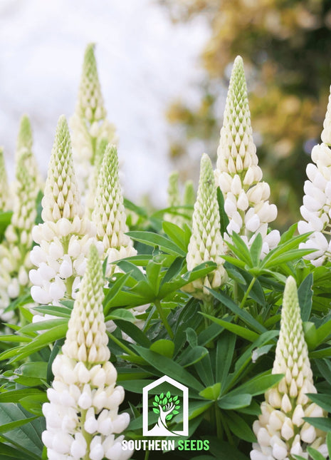 Noble Maiden Lupine Russell – 50 Seeds