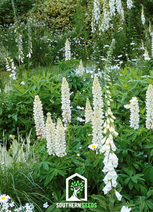 Noble Maiden Lupine Russell – 50 Seeds