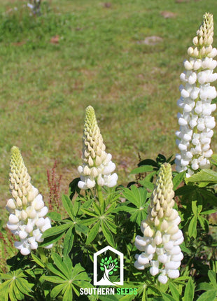 Noble Maiden Lupine Russell – 50 Seeds