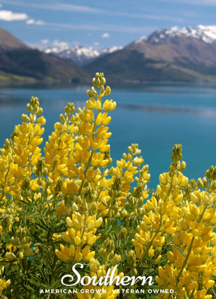 Yellow Lupine – 50 Seeds
