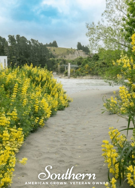 Yellow Lupine – 50 Seeds