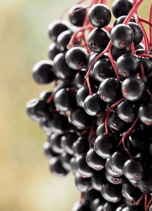 Berry Seed Collection (Elderberry • Blueberry • Strawberry)