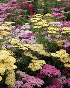 Summer Pastels Yarrow – 50 Seeds