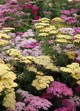 Summer Pastels Yarrow – 50 Seeds