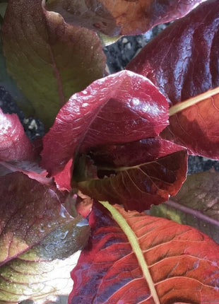 Cimmaron Romaine Lettuce – 200 Seeds