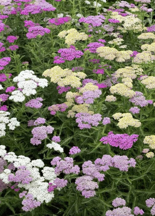 Summer Pastels Yarrow – 50 Seeds