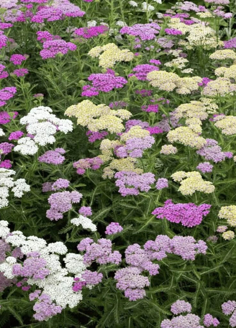 Summer Pastels Yarrow – 50 Seeds