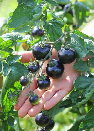 Black Cherry Tomato – 20 Seeds