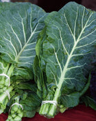 Georgia Collard Greens – 100 Seeds
