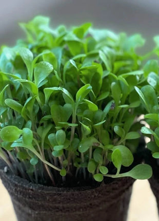 Red Italiko Chicory (Dandelion) – 50 Seeds
