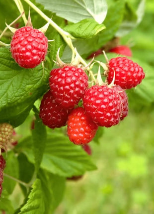 Wild Red Strawberry – 200 Seeds