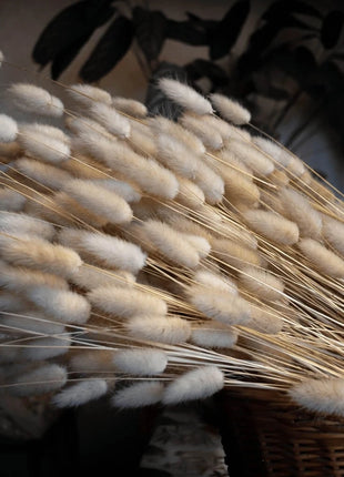 Bunny Tails – 50 Seeds