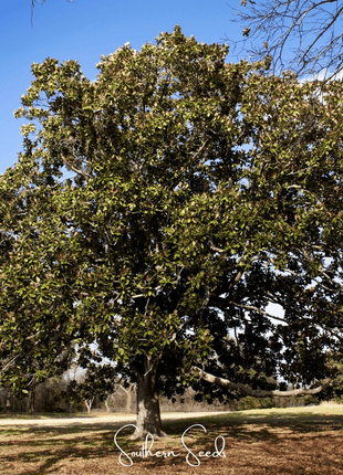 Southern Magnolia – 5 Seeds