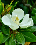 Southern Magnolia – 5 Seeds