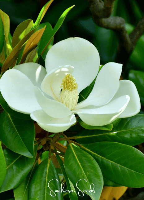 Southern Magnolia – 5 Seeds