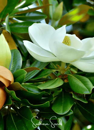 Southern Magnolia – 5 Seeds