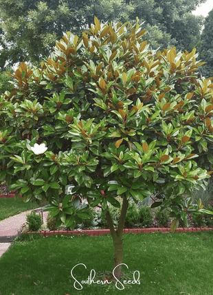 Southern Magnolia – 5 Seeds