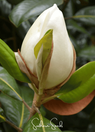 Southern Magnolia – 5 Seeds