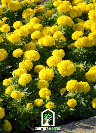 Crackerjack Marigold – 100 Seeds