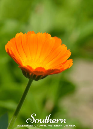 English Marigold – 100 Seeds