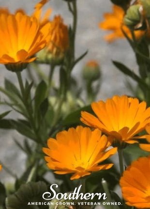 English Marigold – 100 Seeds