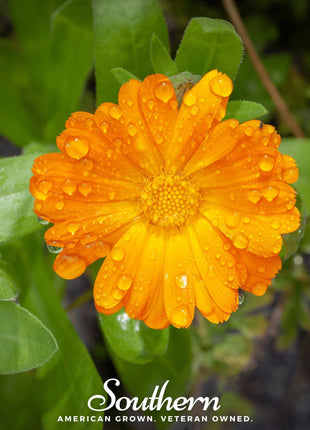 English Marigold – 100 Seeds