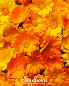 English Marigold – 100 Seeds