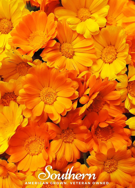 English Marigold – 100 Seeds