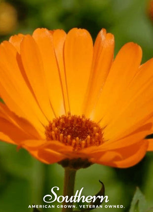 English Marigold – 100 Seeds