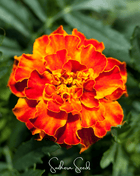 Bolero French Marigold – 50 Seeds