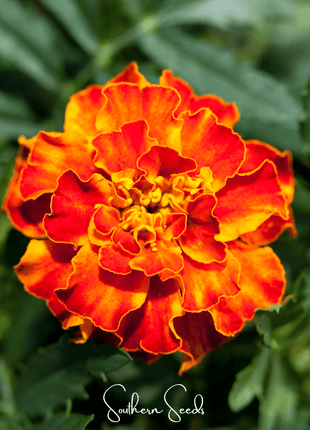 Bolero French Marigold – 50 Seeds