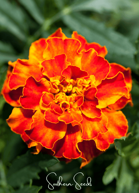 Bolero French Marigold – 50 Seeds