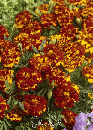Bolero French Marigold – 50 Seeds