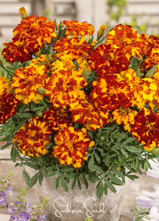 Bolero French Marigold – 50 Seeds